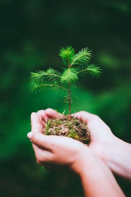 Female hand holding sprout wilde pine tree in nature green forest. Earth Day save environment